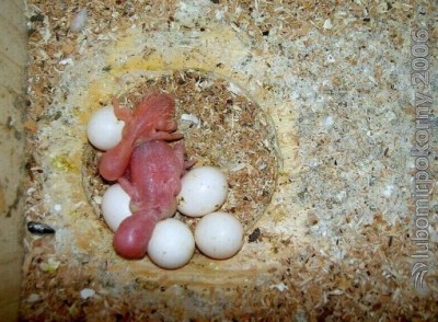 vajka