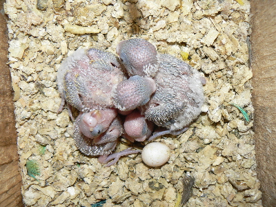 mlata