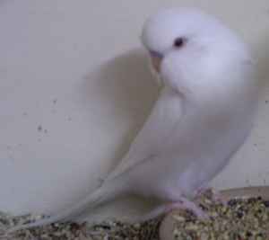 albino