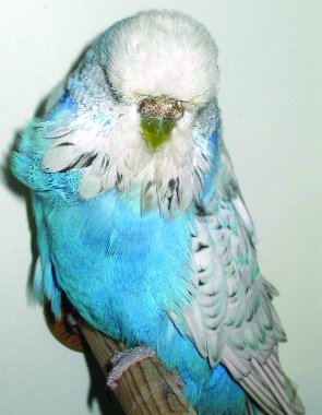 opaln