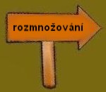 rozmnoovn