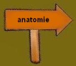 anatomie